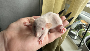 Isased rotipojad dumbo (1 foto / 4)