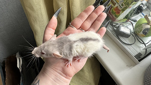 Isased rotipojad dumbo (3 foto / 4)