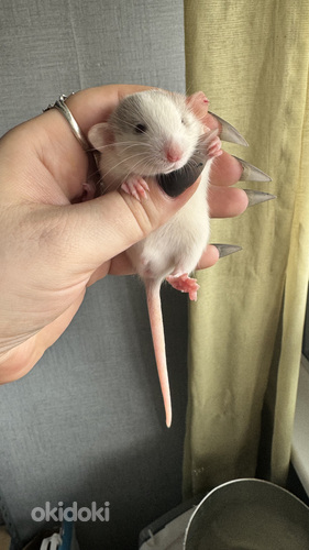 Крысята, дамбо хаски (фото #3)