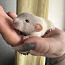 Крысята, дамбо (фото #1)