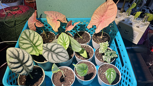 Alocasia ‘Silver Dragon’ (5 foto / 5)