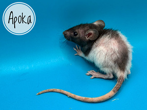 Rotipojad dumbo, emased (2 foto / 5)