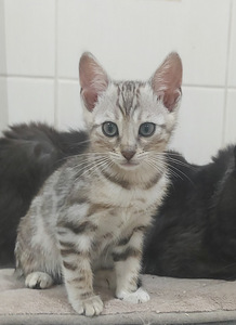 Бенгальские котята (2 фото из 8)