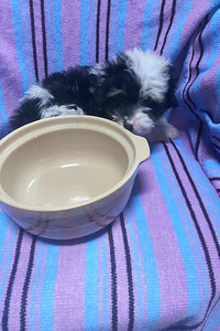 Maltipoo (4 foto no 8)