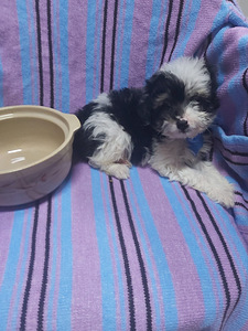 Maltipoo (6 foto no 8)