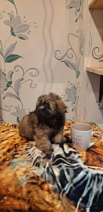 Мальтипу (2 фото из 6)