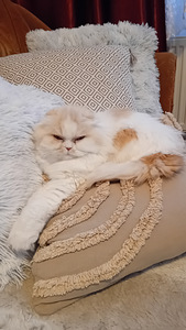 Кошка скотиш вислоухая ищем кота для вязки