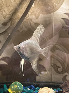 Scalar/Скалярия/Angelfish 2tk/2шт/2pcs (4 фото из 5)