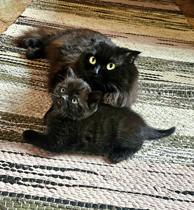Scottish Fold/ Straight kassipojad (2 foto / 8)