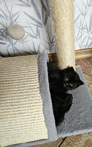 Scottish Fold/ Straight kassipojad (5 foto / 8)