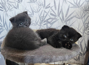 Scottish Fold/ Straight kassipojad (8 foto / 8)