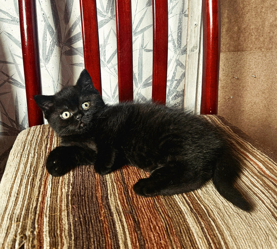 Scottish Fold/ Straight kassipojad
