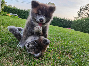 Akita Inu kutsikad (4 foto / 8)