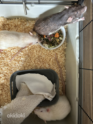 Три крысы Дамбо и клетка (фото #4)
