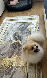 Pomeranian kääbusšpits (7 foto / 7)