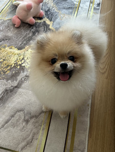 Pomeranian kääbusšpits (3 foto / 7)