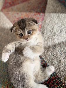 Scottish fold (1 valokuva sivusta 2)