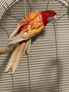 Rosella papagoi koos puuriga