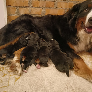 Berni Alpi Karjakoer (2 foto / 2)