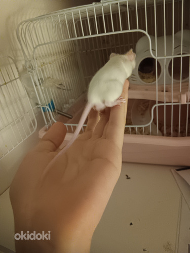 Продам мышек (фото #8)