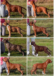 Amerikiečių Stafordšyro terjeras, Amstaff (3 nuotrauka iš 3)