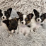 Очаровательные щенки папийона от титулованных родителей (фото #1)