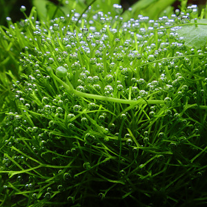 Phyllanthus fluitans. Riccia fluitans (8 foto / 8)