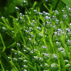 Phyllanthus fluitans. Riccia fluitans (2 foto / 8)