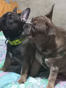 Müüa prantsuse buldogi kutsikad (1 foto / 9)