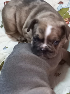 Müüa prantsuse buldog (3 foto / 10)