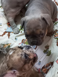 Müüa prantsuse buldog (5 foto / 10)