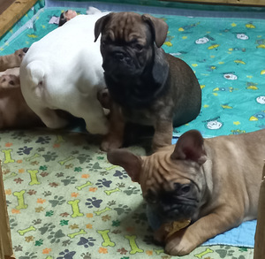 Müüa Prantsuse buldogi kutsikad (3 foto / 10)