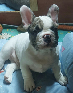 Müüa prantsuse buldog. Isane. (2 foto / 9)