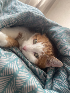 Annan kassi headesse kätesse (2 foto / 6)