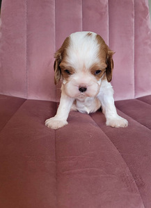 CAVALIER KING CHARLES SPANIEL BLENHEIM KUTSIKAD (3 foto / 8)