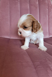 CAVALIER KING CHARLES SPANIEL BLENHEIM KUTSIKAD (5 foto / 8)