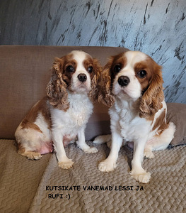 CAVALIER KING CHARLES SPANIEL BLENHEIM KUTSIKAD (8 foto / 8)
