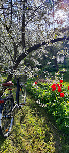 Linnajalgratas Classic Deluxe, naistele, korviga (2 foto / 6)