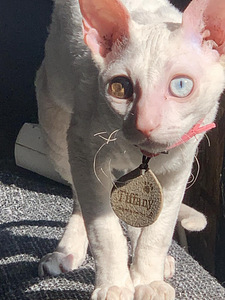 Cornish Rex kass otsib peigmeest (1 foto / 5)