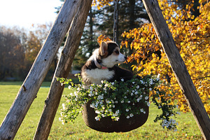 Imeilus tüdruk welsh corgi pembroke (4 foto / 10)