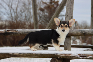 Võluv welsh corgi pembroke tüdruk (6 foto / 10)