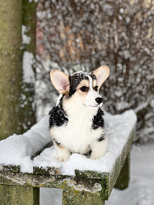 Väga ilus tüdruk Welsh Corgi Pembroke (4 foto / 8)