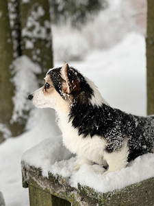 Väga ilus tüdruk Welsh Corgi Pembroke (8 foto / 8)