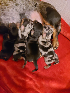 Mini Mäyräkoiran pennut (1 valokuva sivusta 3)