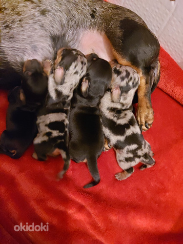 Mini Mäyräkoiran pennut