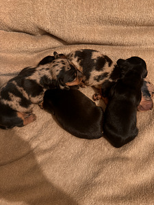 Mini Mäyräkoiran pennut (2 valokuva sivusta 3)