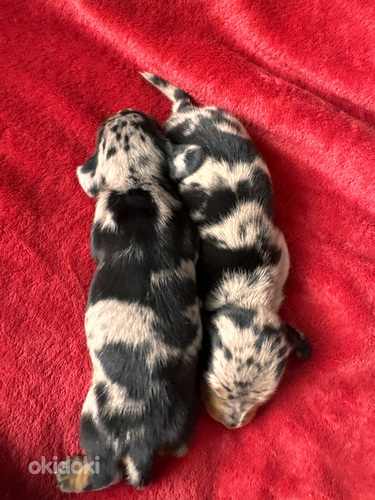 Mini Mäyräkoiran pennut