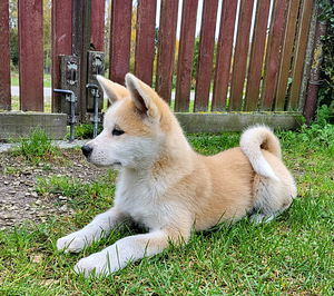 Akita inu (2 foto no 4)