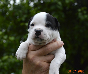 Staffordshire,i bullterrieri kutsikad (3 foto / 6)