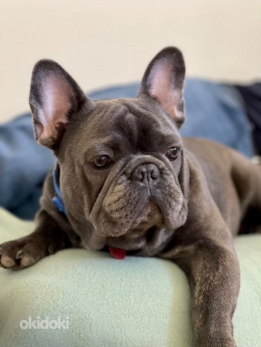 Prantsuse buldog paaritamine